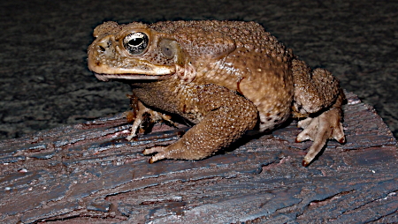 BUFO RANA